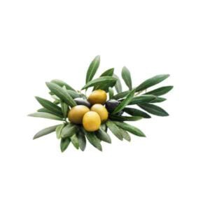 Olive Oil